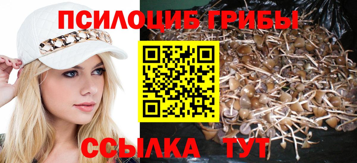 Псилоцибиновые грибы Psilocybe Канаш